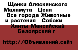 Щенки Аляскинского Маламута › Цена ­ 10 000 - Все города Животные и растения » Собаки   . Ханты-Мансийский,Белоярский г.